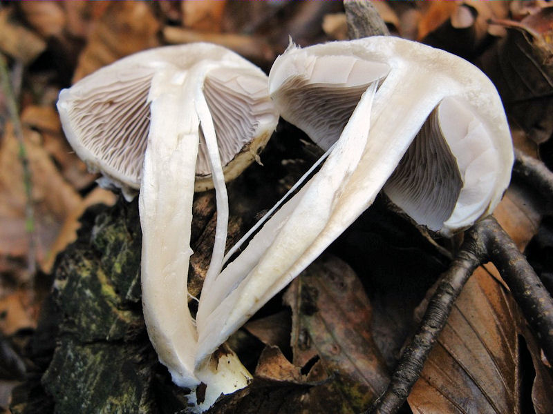 Per chi si vuol divertire!